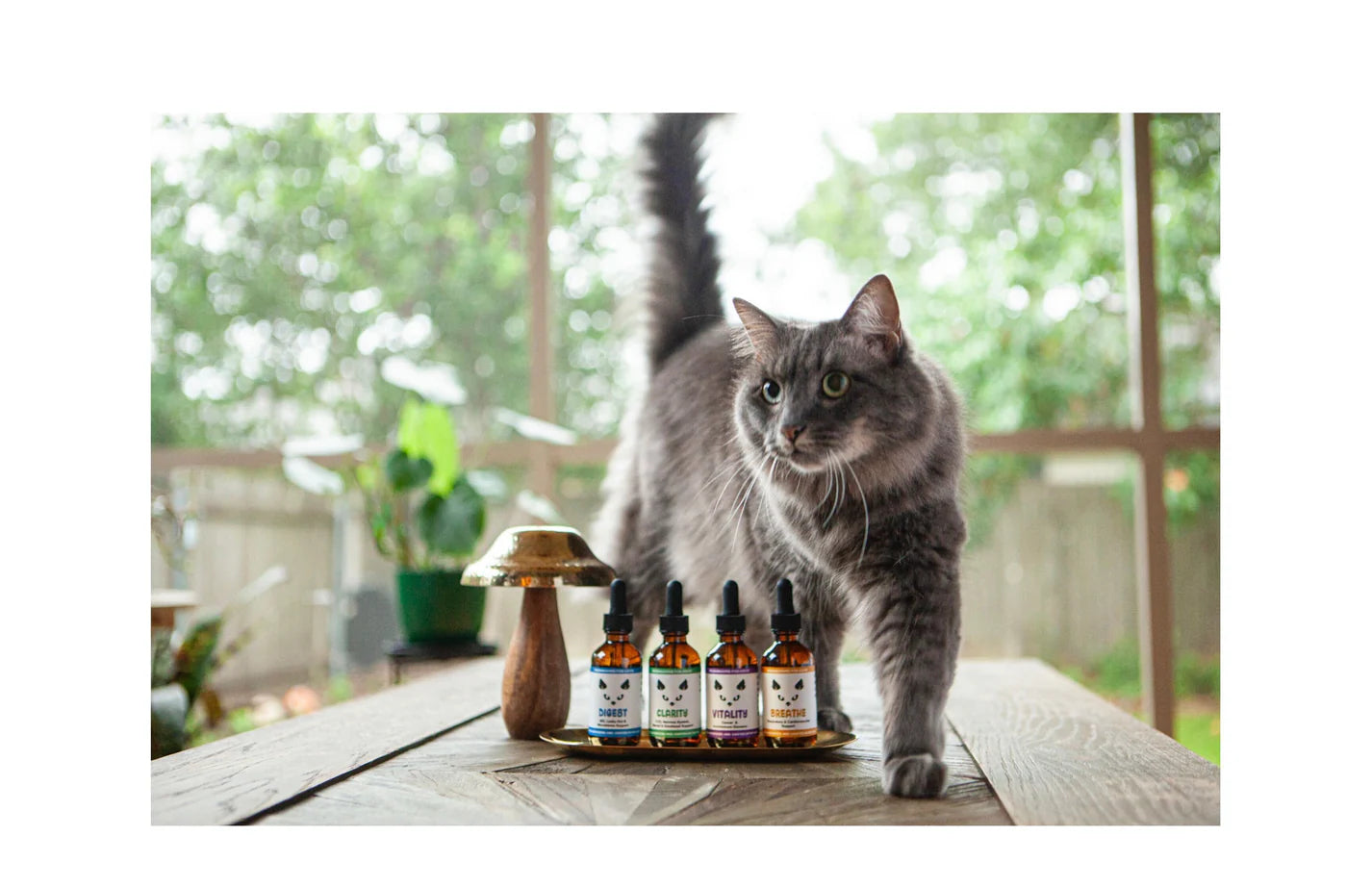 MycoCat Breathe
