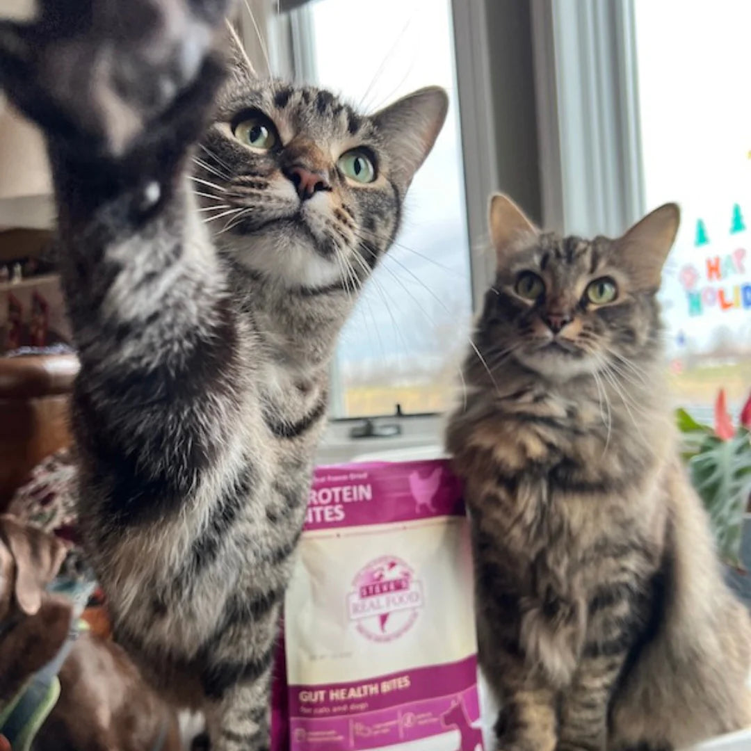 Chicken Protein Bites
