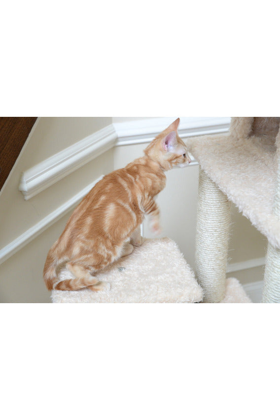 Luxury Classic Cat Tree PH-A6901