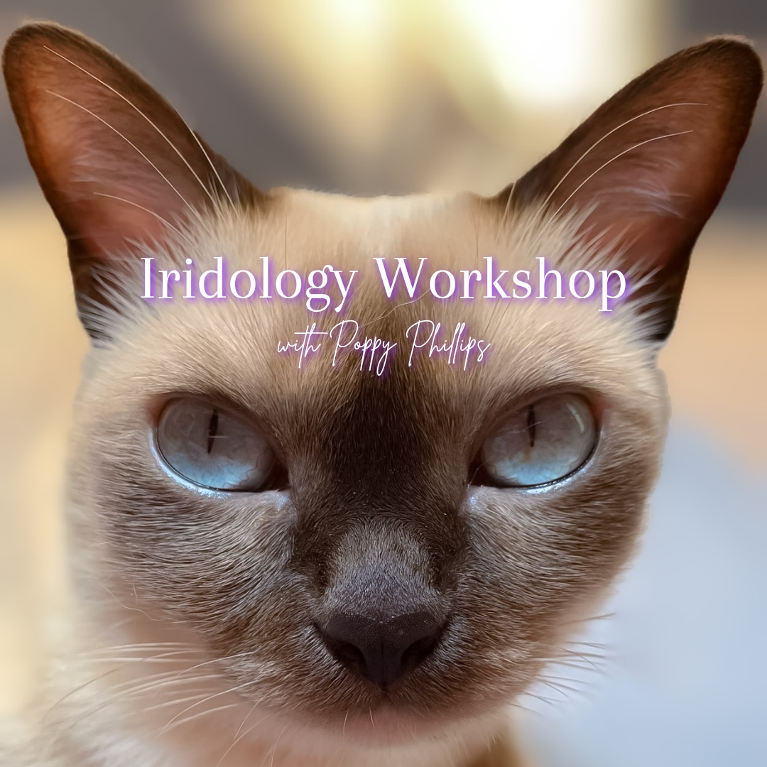 Iridology Workshop with Poppy Phillips