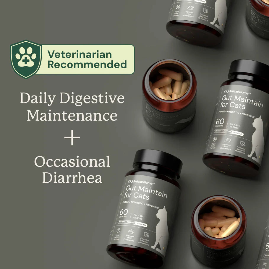 Gut Maintain For Cats