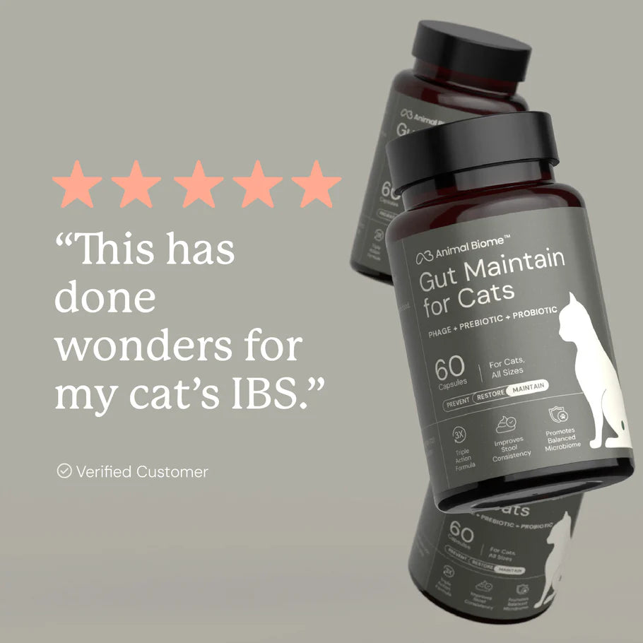 Gut Maintain For Cats