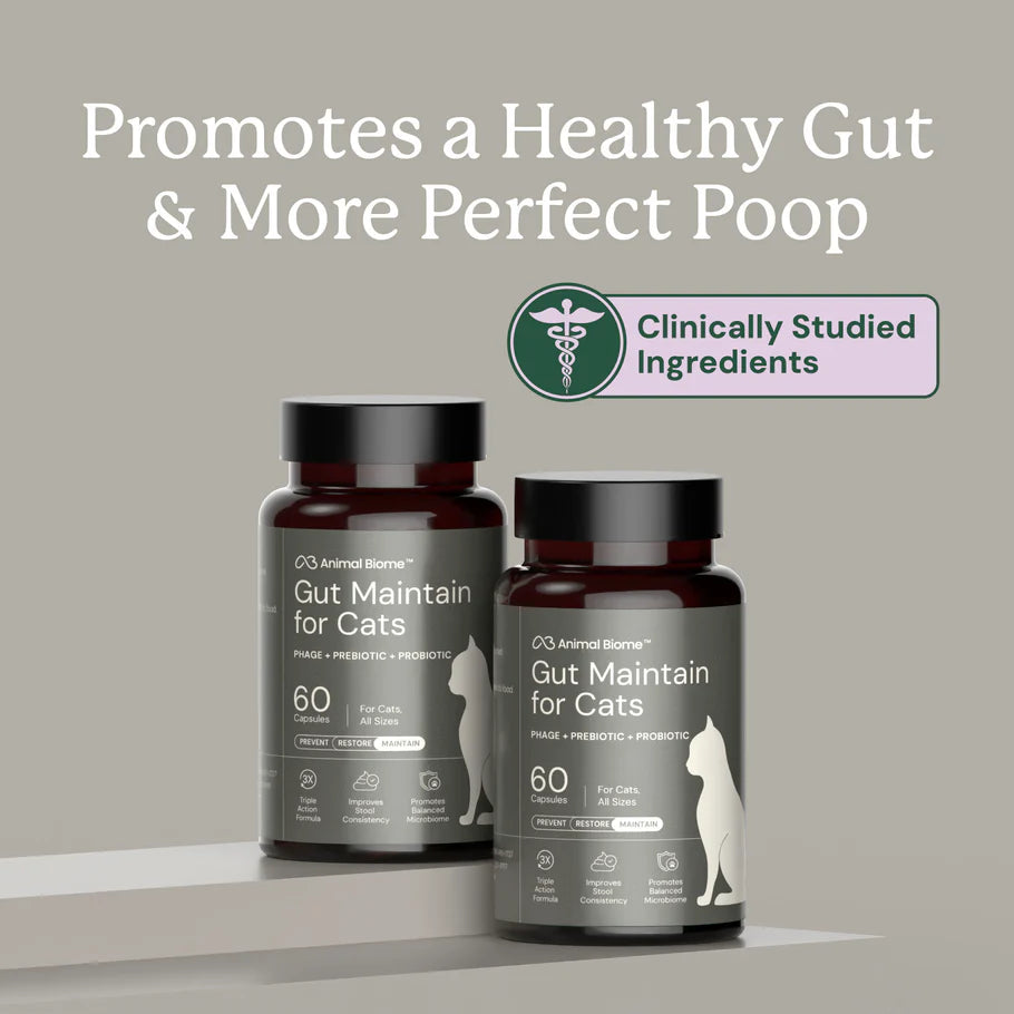 Gut Maintain For Cats