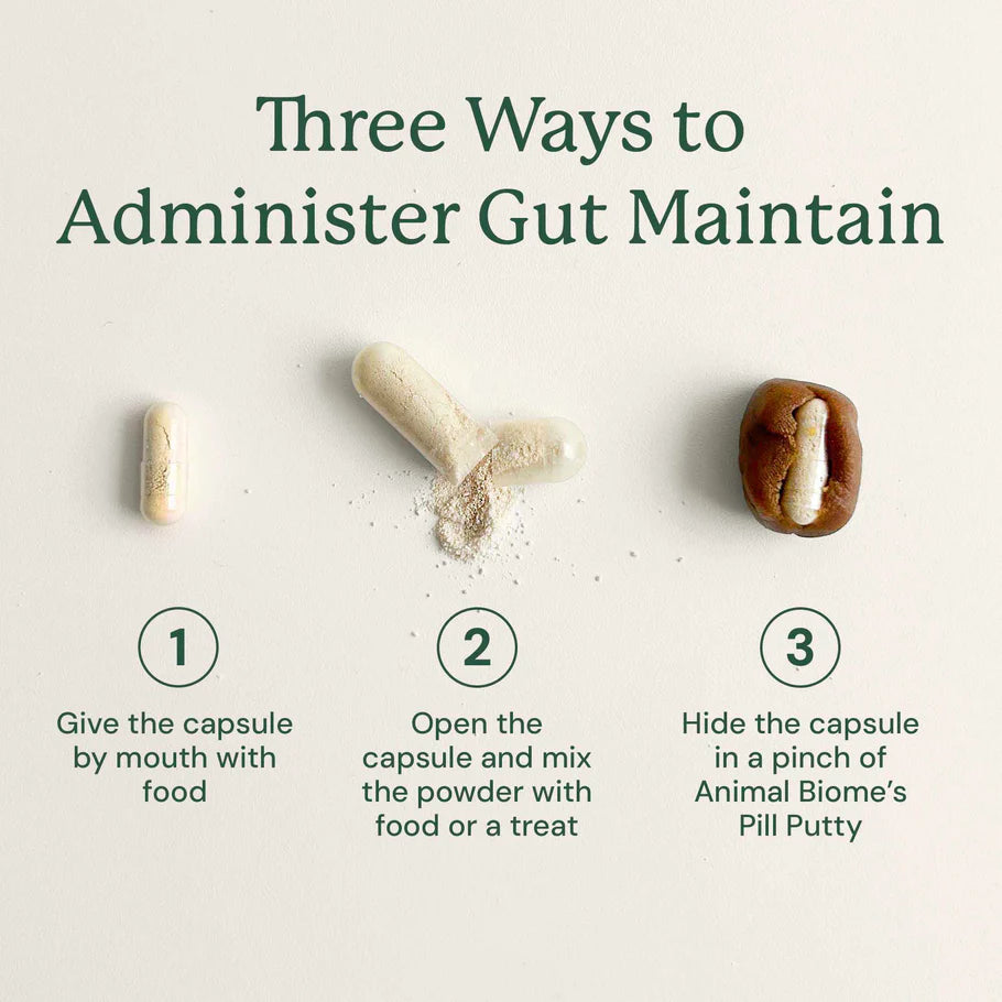 Gut Maintain For Cats