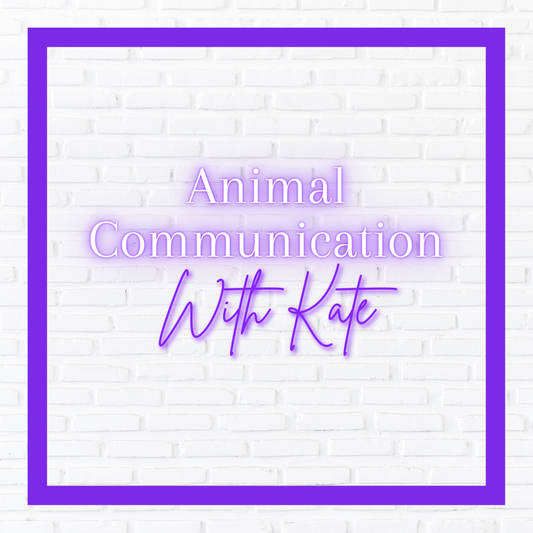 Animal Communication with Kate