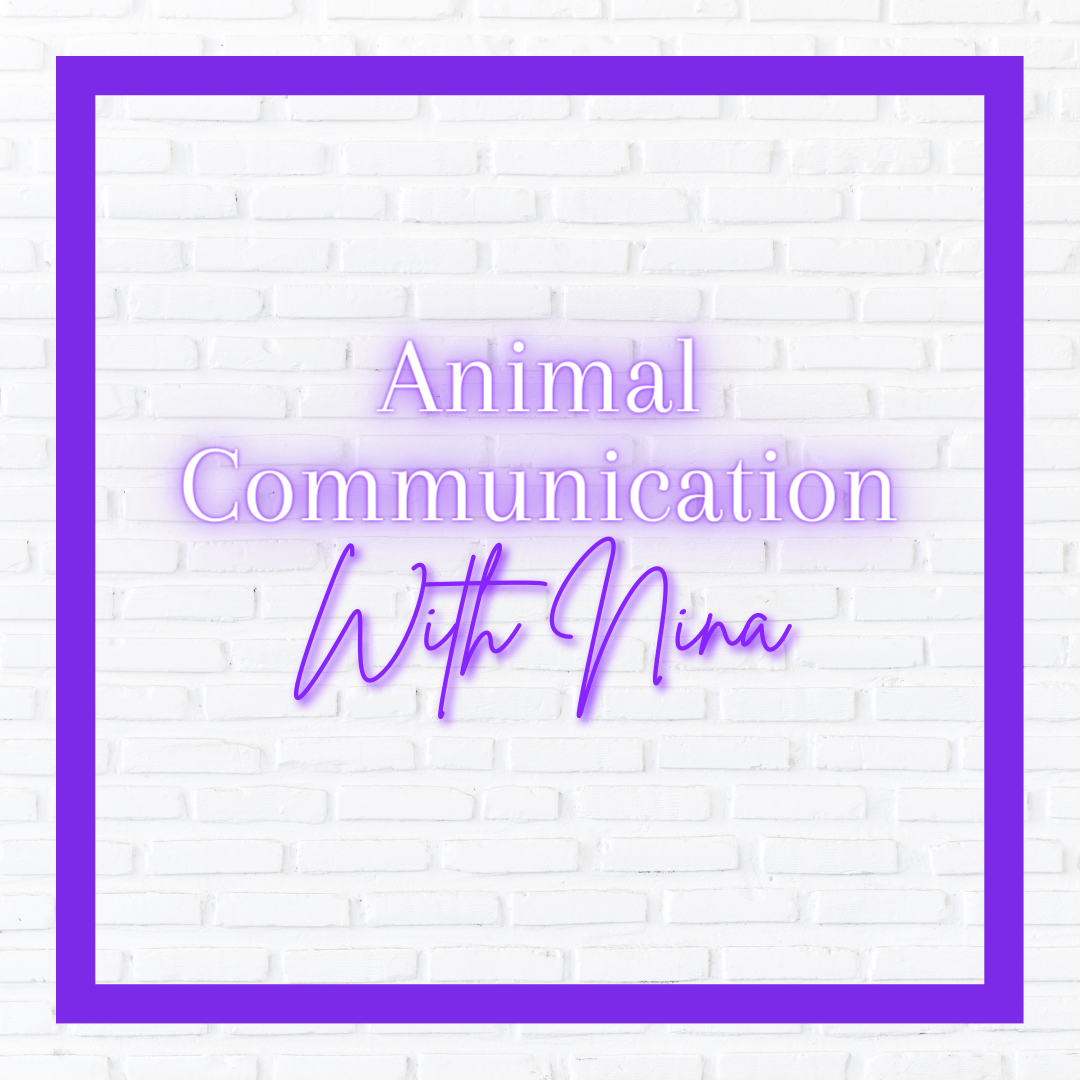 Animal Communication with Nina