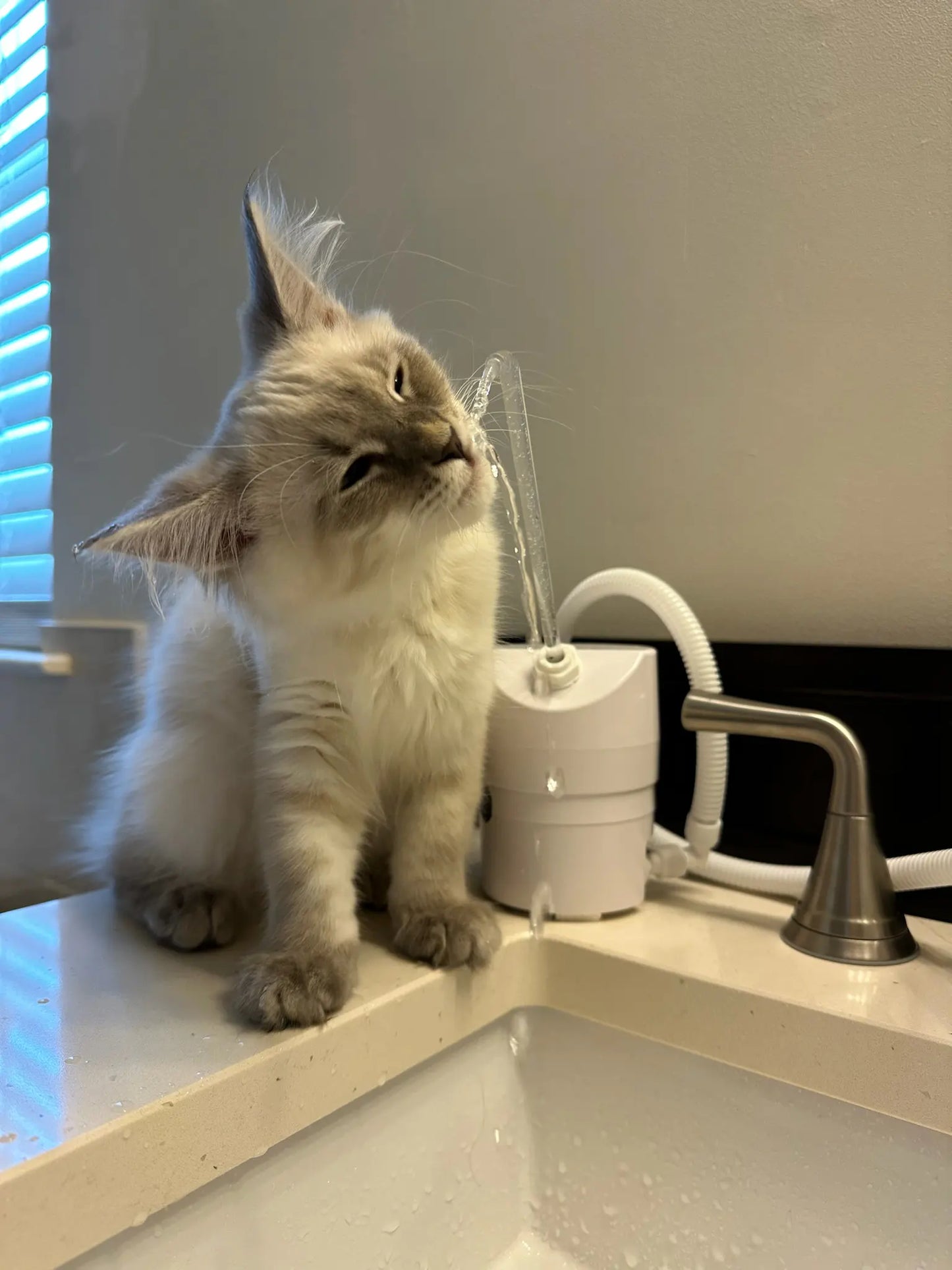 AquaPurr Cat Fountain