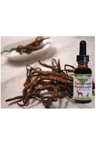 Cordyceps Mushrooms for Dogs & Cats