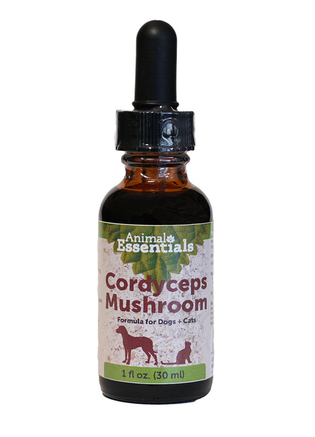Cordyceps Mushrooms for Dogs & Cats
