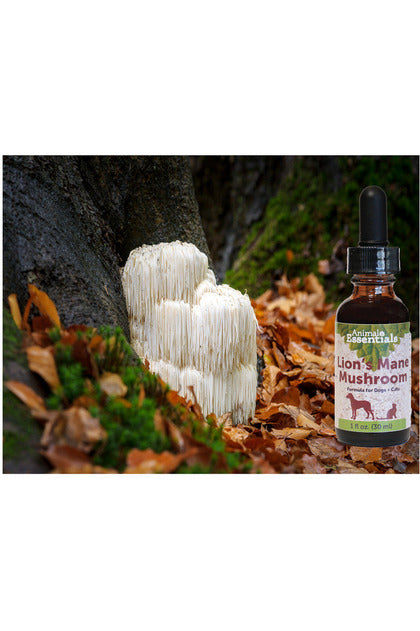 Lion's Mane Mushroom for Dogs & Cats