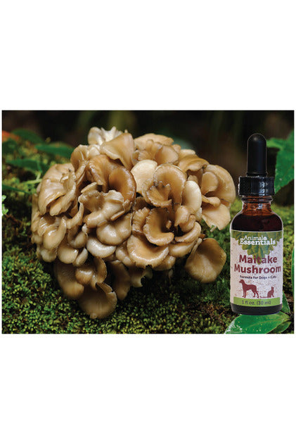 Maitake Mushroom for Dogs & Cats